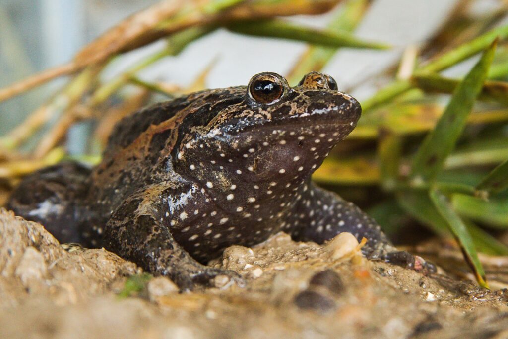 13 Animal Species Declared Extinct That Keep Turning Up Anyway
