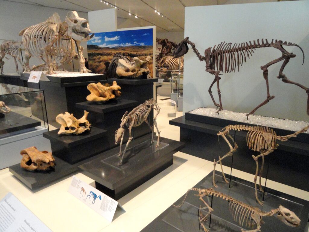 12 Museum Fossils Quietly Relabelled After the Original Claim Collapsed
