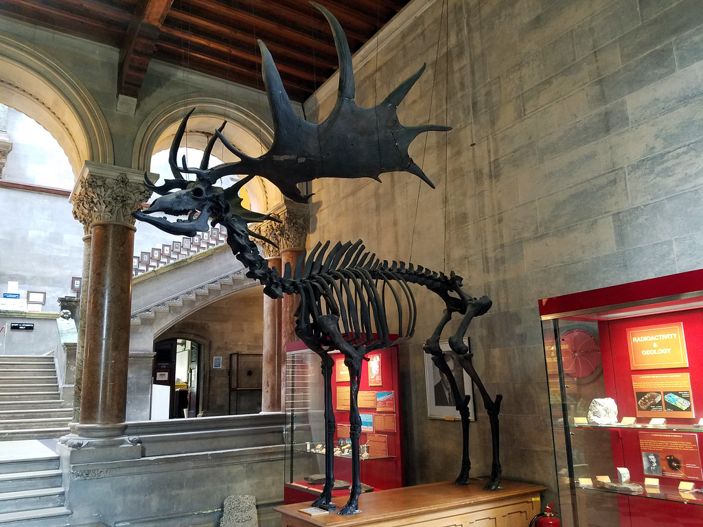 13 Extinct Animals Museums Quietly Stopped Displaying Without Ever Explaining Why