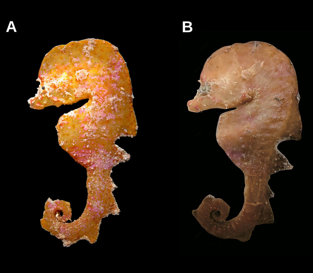 21 Lost Creatures Science Recorded Once and Then Somehow Misplaced Entirely