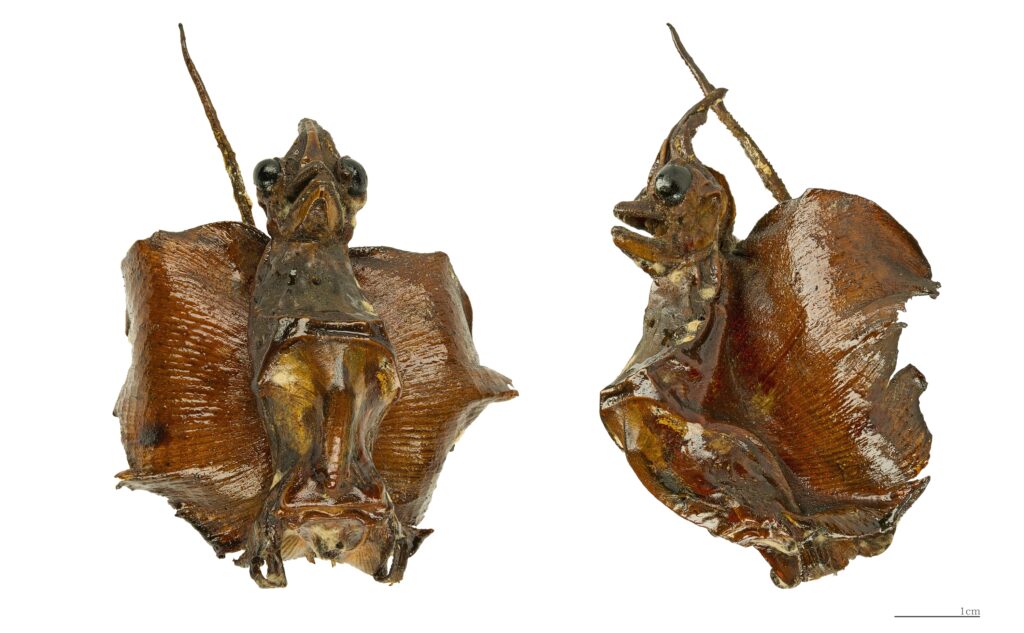 21 Famous Natural History Exhibits That Turned Out to Be Fakes