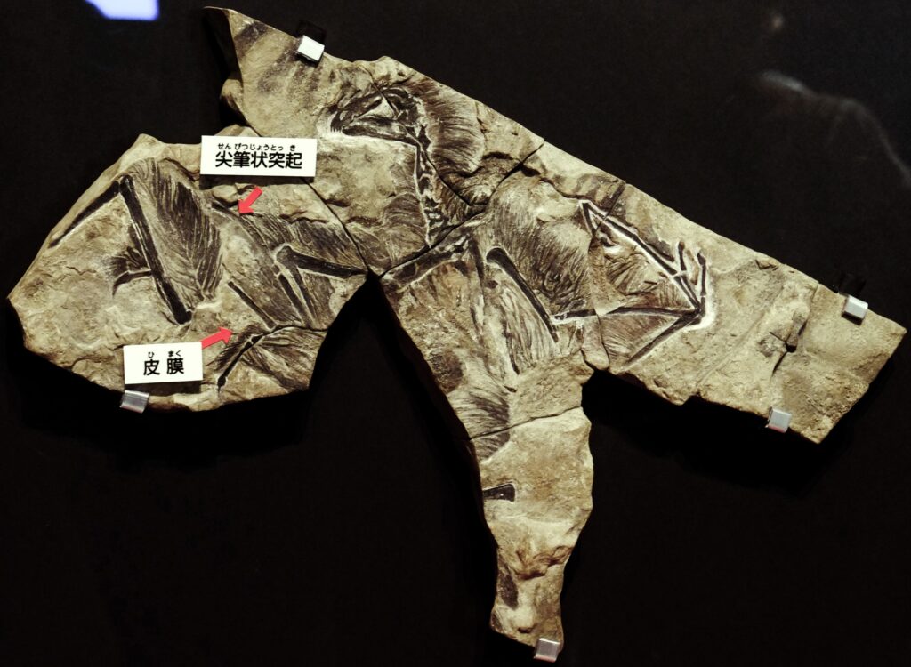 20 Fossils So Unusual That Scientists Initially Refused to Accept Them