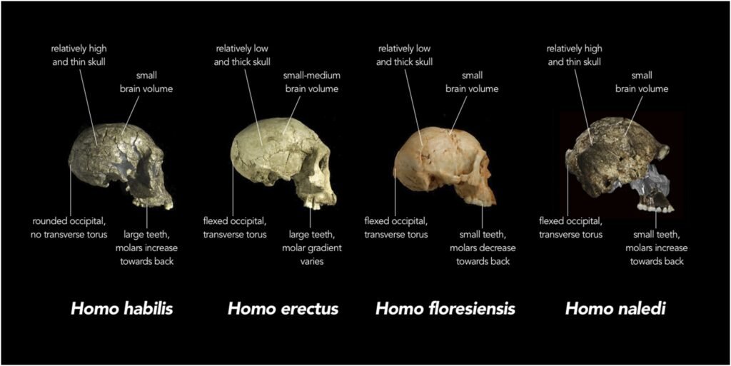 23 Things Science Quietly Stopped Teaching About the Earliest Humans Within the Last Twenty Years