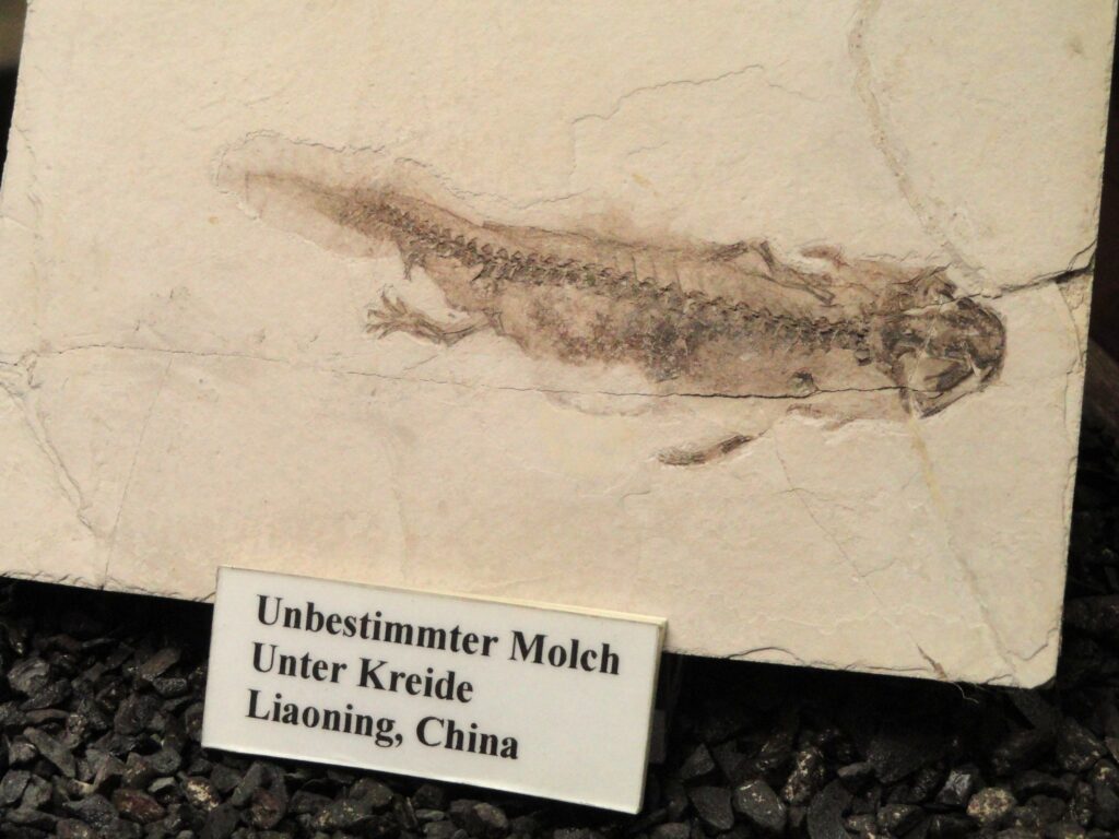 22 Ancient Remains Specialists Cannot Assign to Any Animal Science Currently Recognises