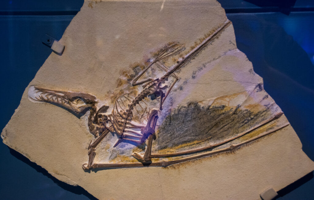 7 Fossils That Preserved Far More Than Scientists Ever Expected