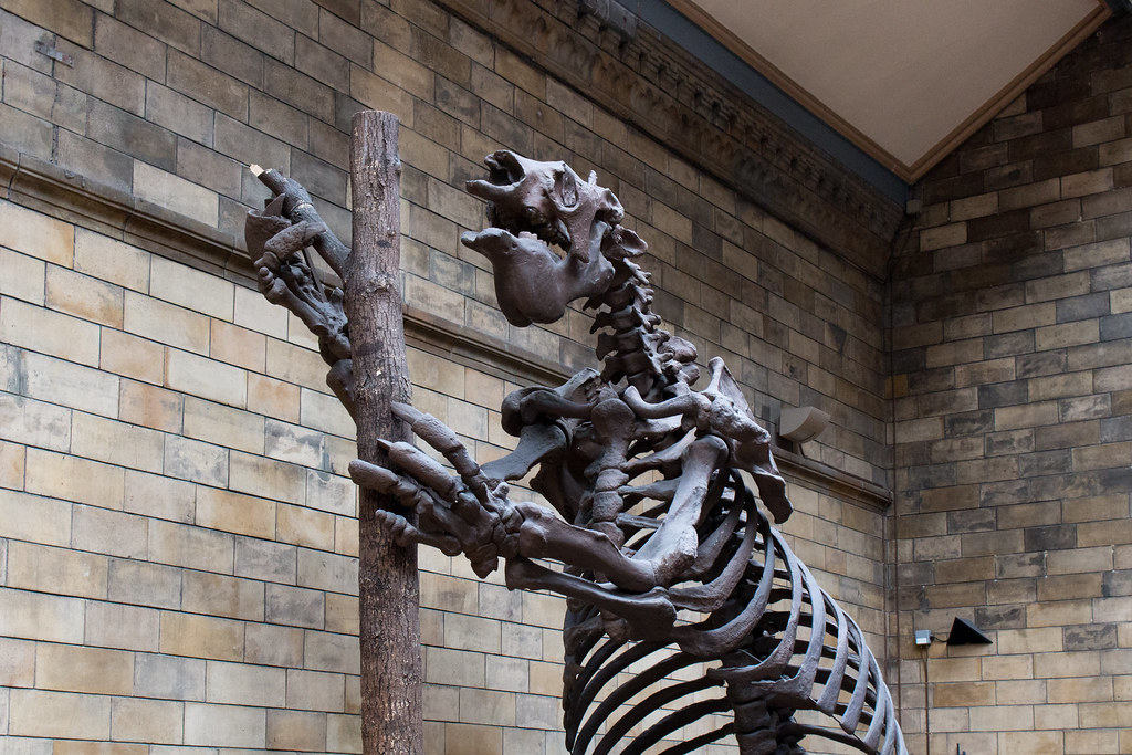 12 Ancient Animal Remains Found in Layers Where Nothing Like Them Should Belong at All