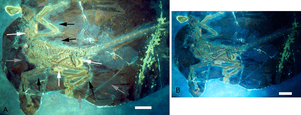 7 Dinosaur Discoveries That Forced Paleontologists to Reconsider Long-Held Ideas