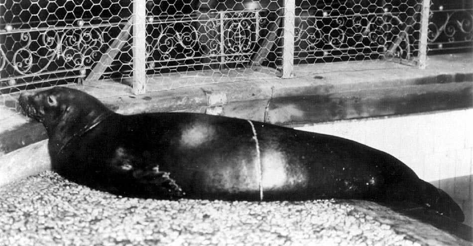 20 Extinct Animals Whose Disappearance No Surviving Evidence Adequately Explains in Any Way