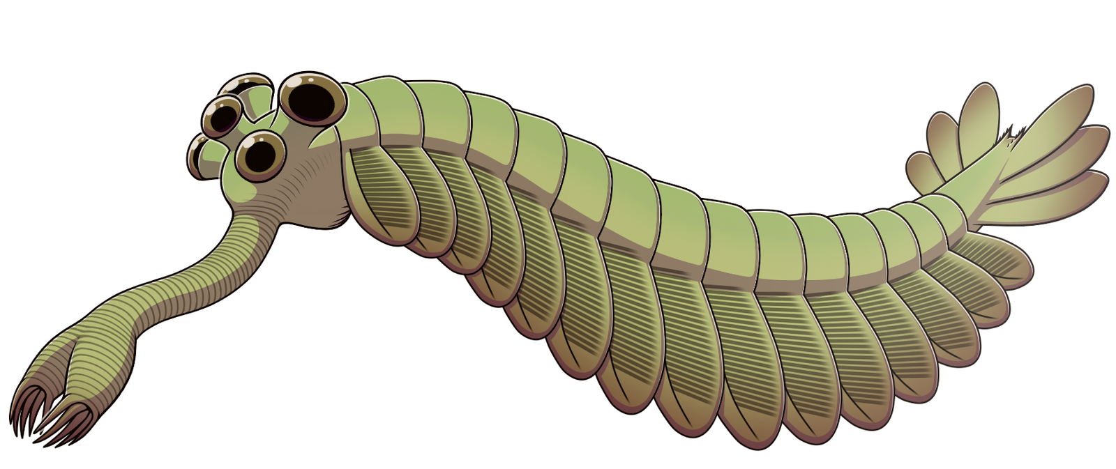 3. Opabinia: The Five-Eyed Vacuum Hose From the Cambrian