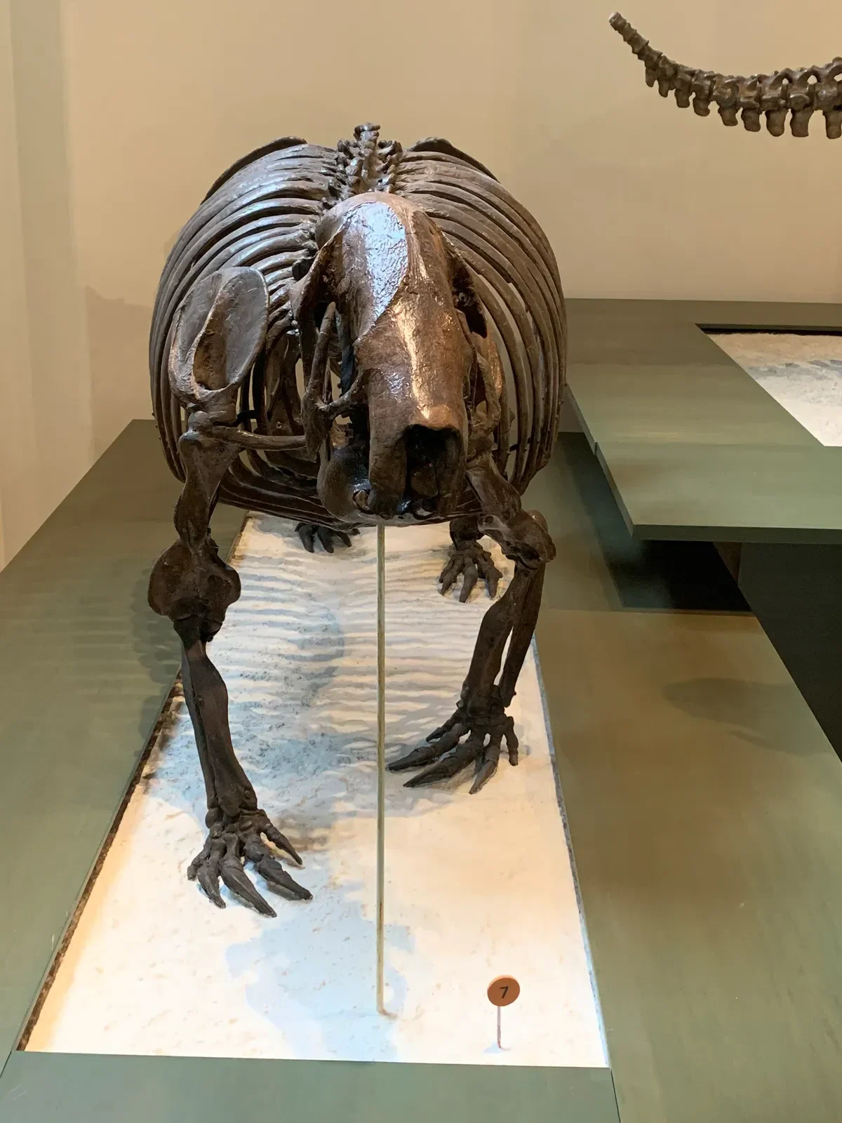 #6 - Cuba's Giant Sloth Living Through the Bronze Age