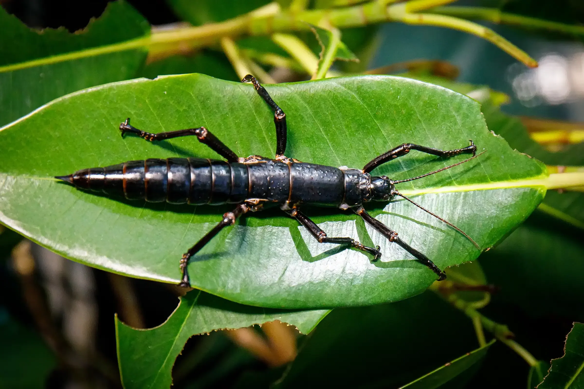 #15 - The Insect That Hid Inside a Single Bush on a Sea Stack 