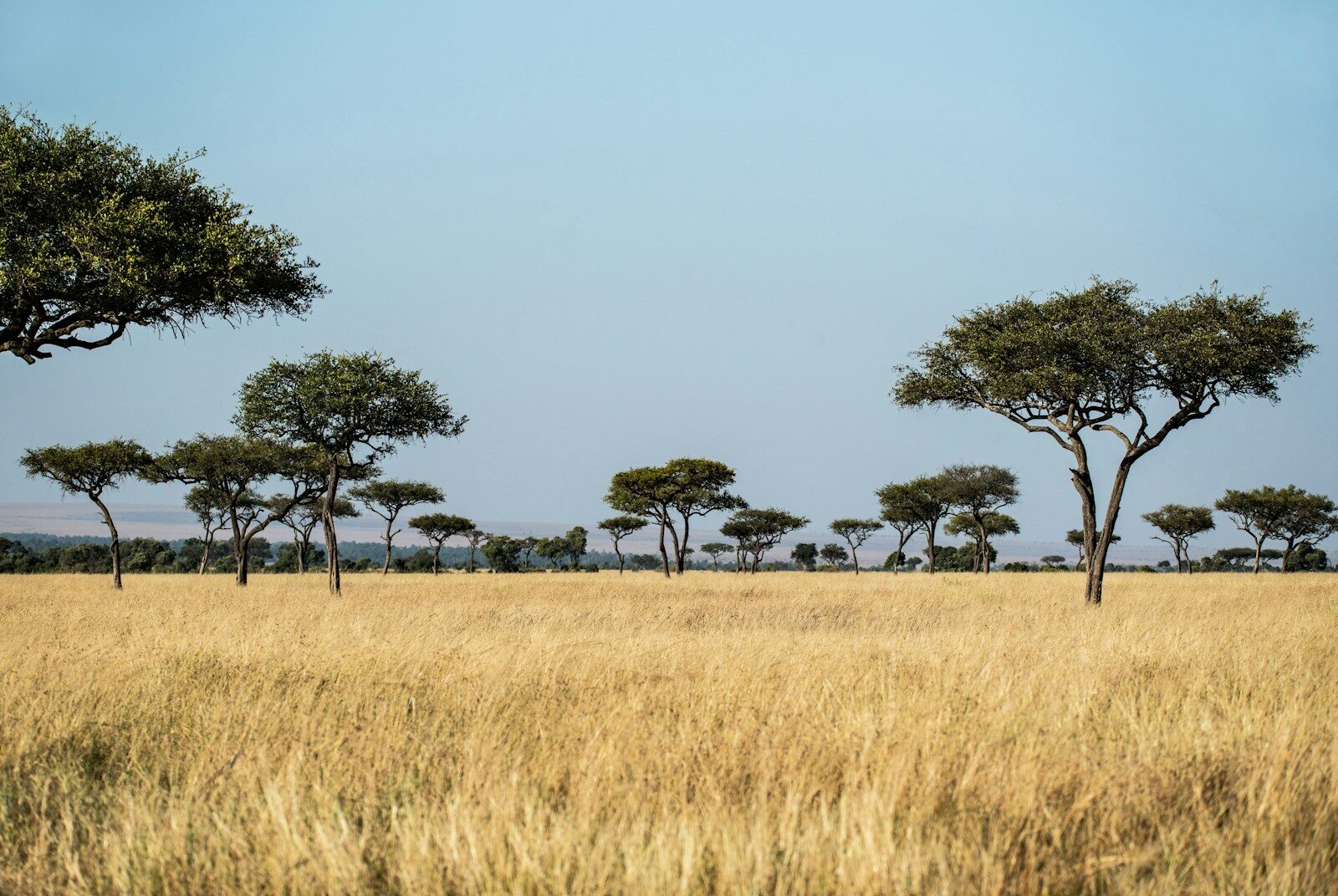 Why Modern Savannas and Prairies Are a Post-Dinosaur Invention