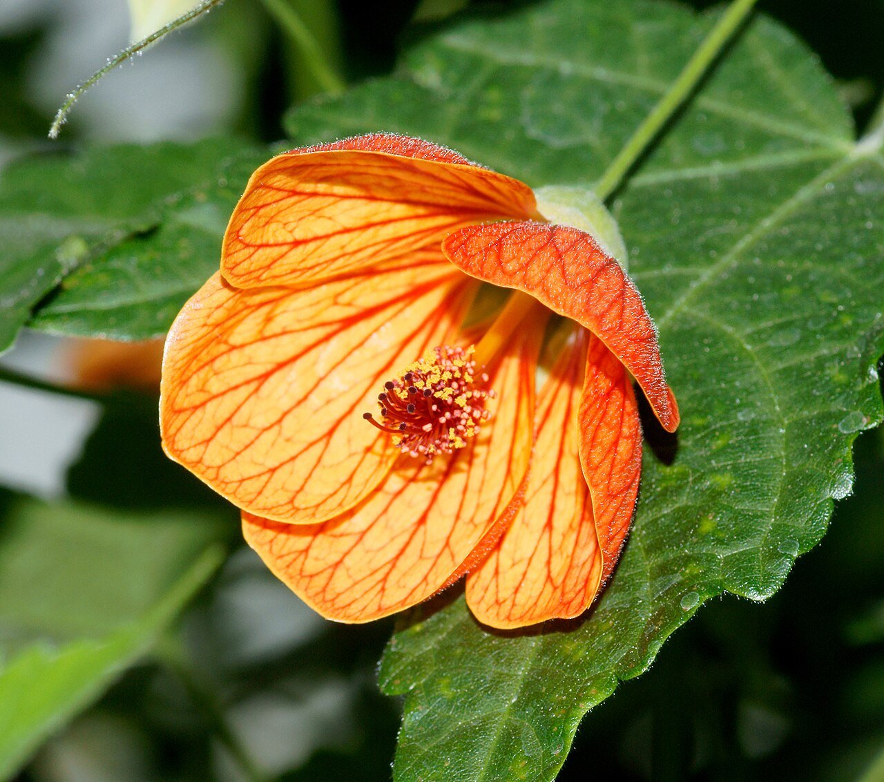 #8 - Abutilon albidum: The Plant That "Disappeared" for 74 Years