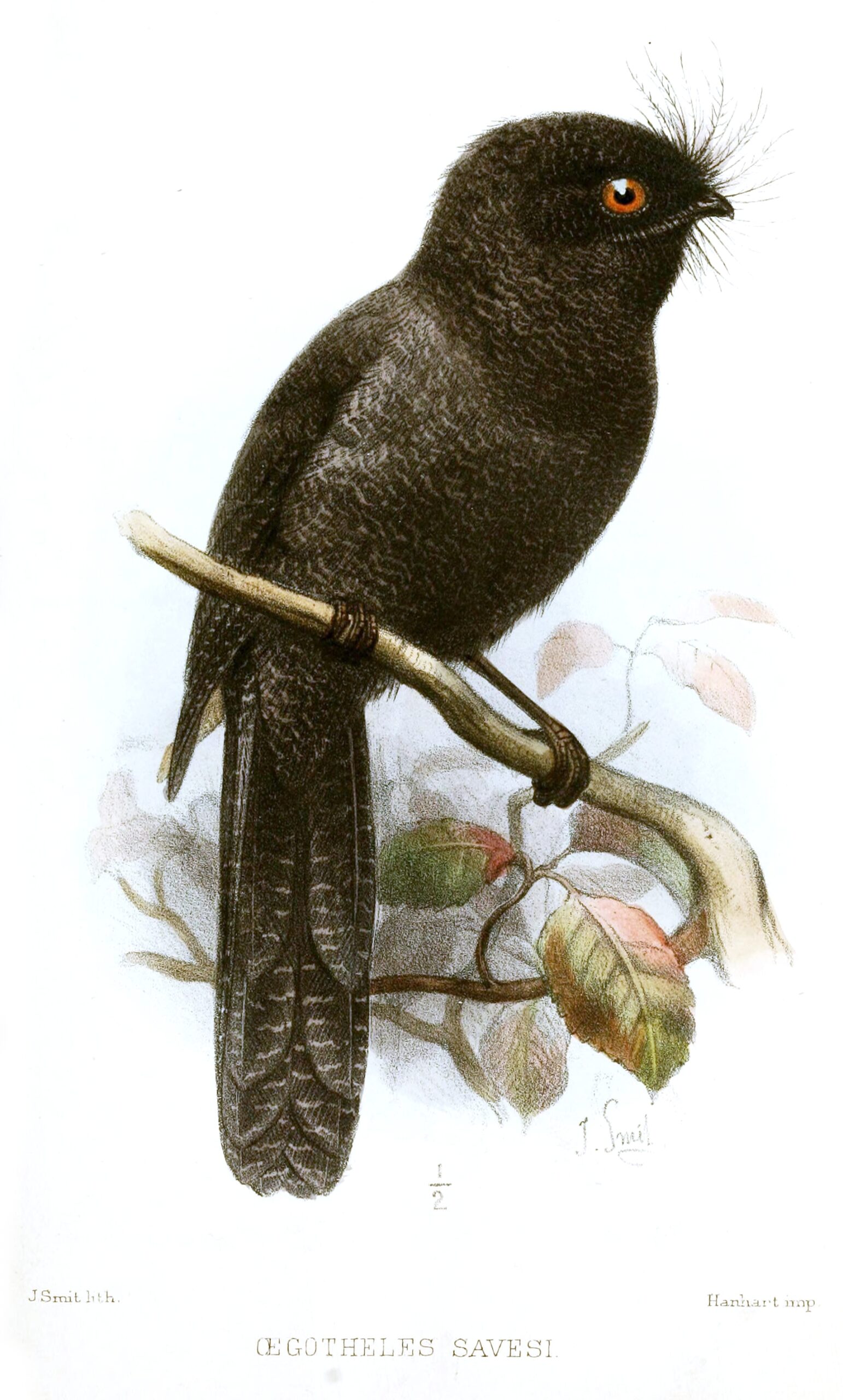 #19 - The Nightjar That Only Exists as Two Museum Skins