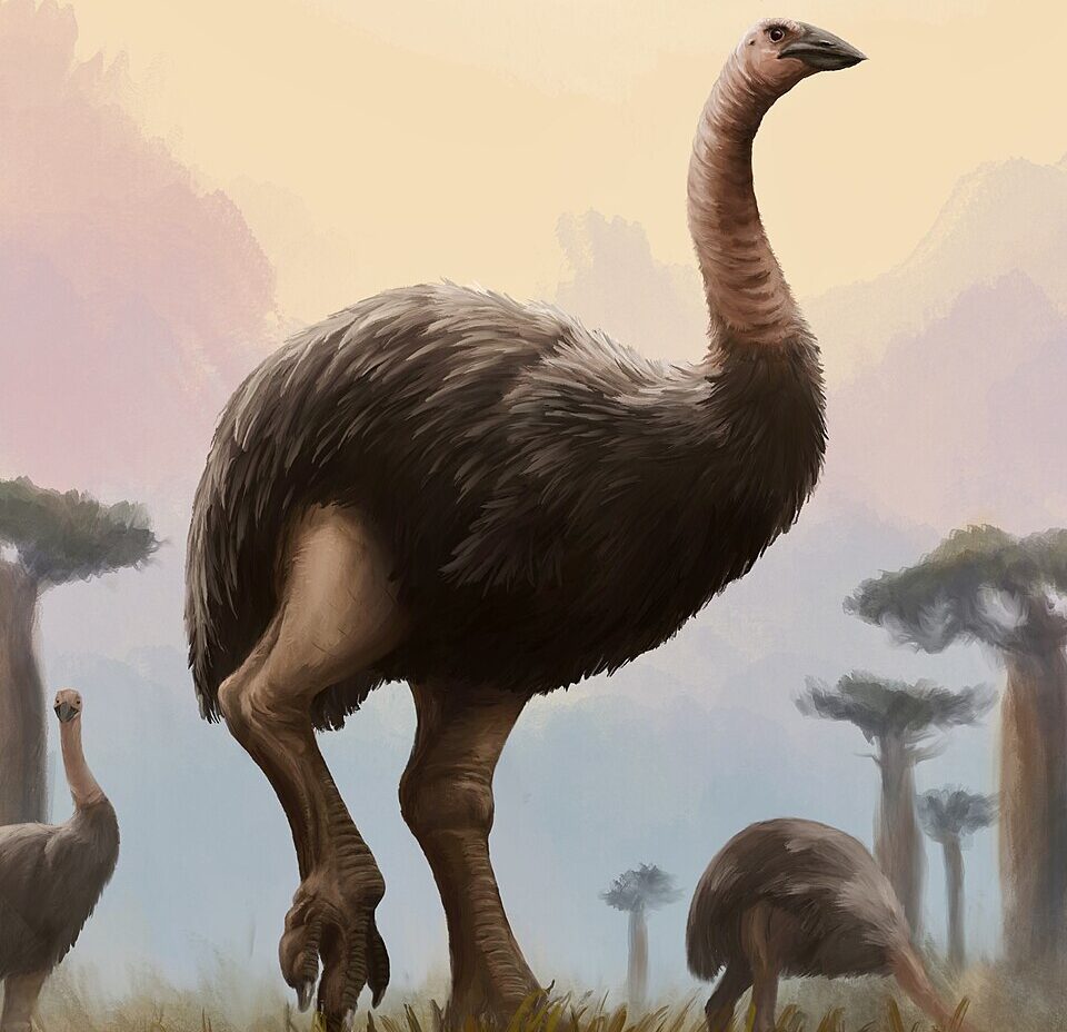 #6 - Madagascar's Elephant Birds in a World With Written History