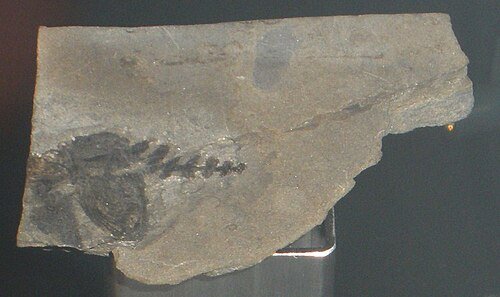 5. Ainiktozoon: The “Problem” Fossil From Scotland