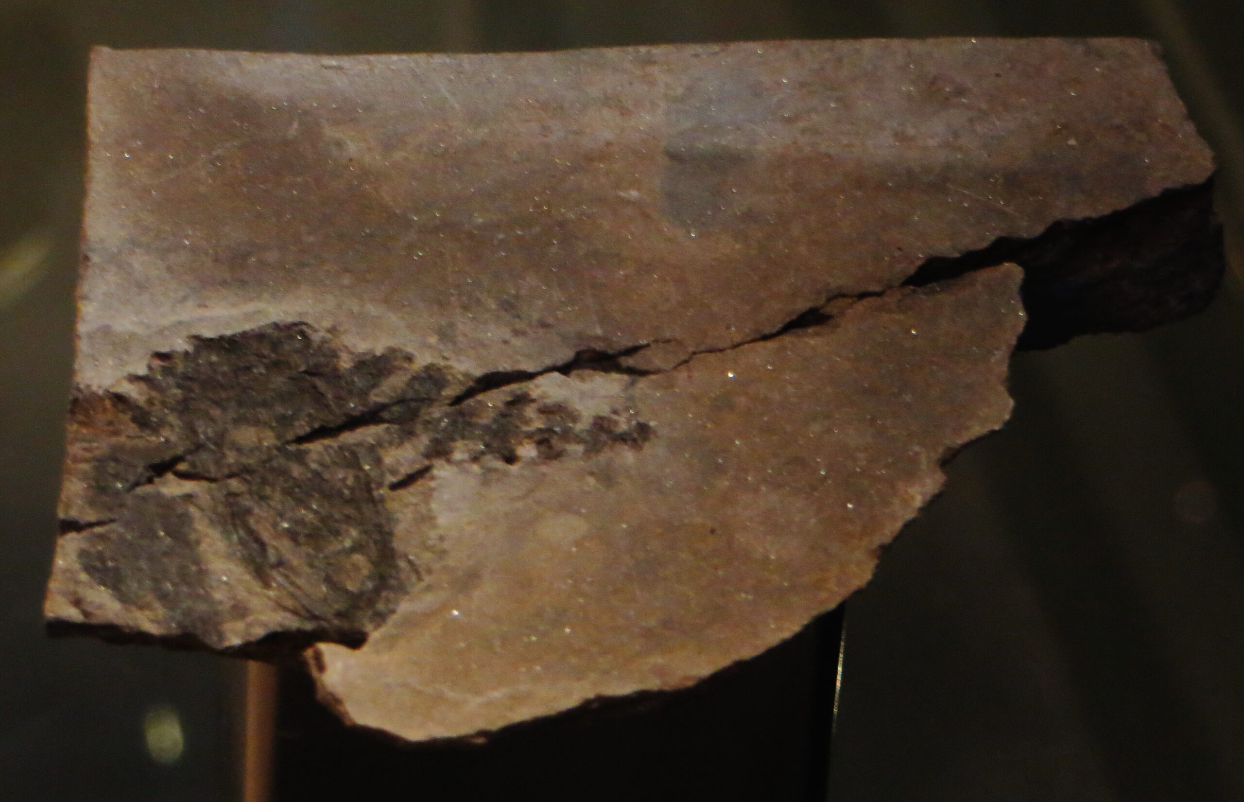 #15 - Ainiktozoon, the Silurian Riddle in Its Own Name 