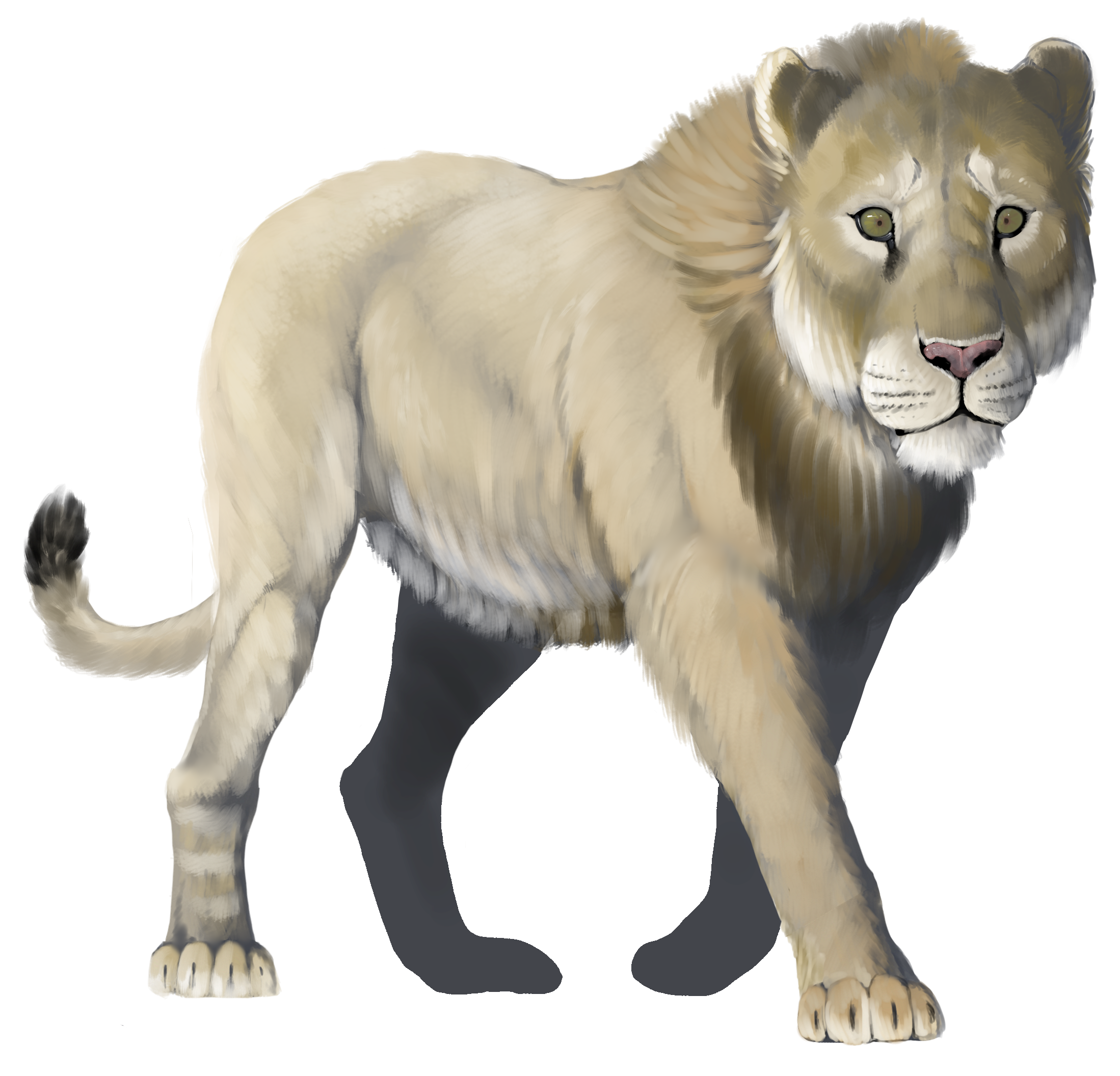 #3 - The American Lion, North America's Biggest Cat
