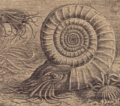 Gemini – Ammonite, the Spiraled Traveler of the Currents