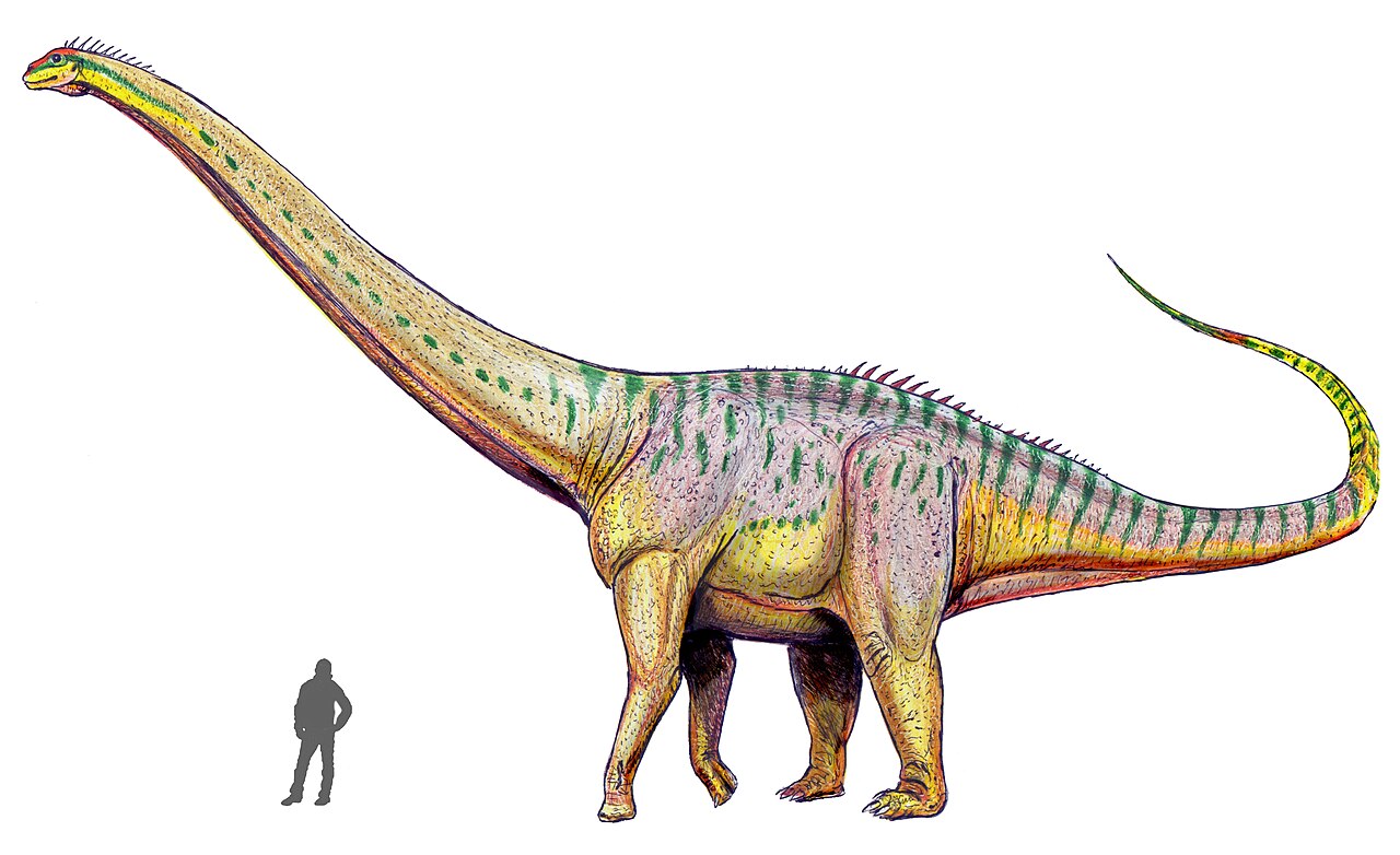 #1 - Amphicoelias fragillimus: The Largest Animal Ever, Known From One Vertebra That No Longer Exists
