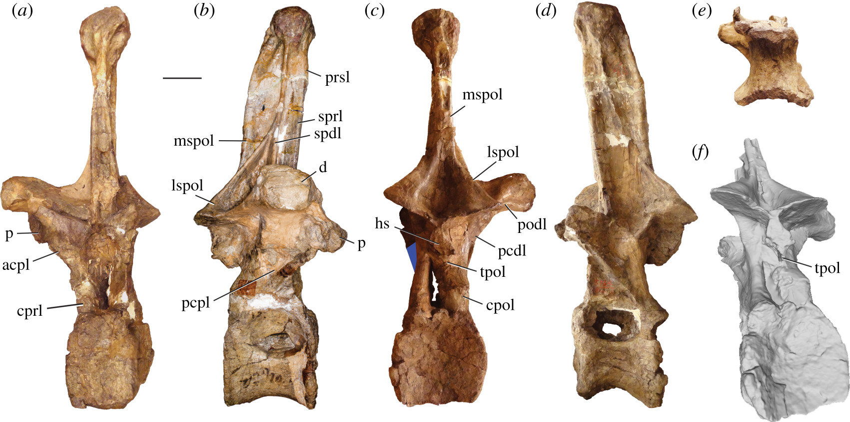 #8 - Amphicoelias fragillimus: The Dinosaur So Big Scientists Can't Prove It Existed