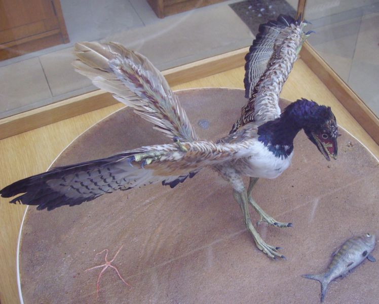 June – Archeopteryx, the Hybrid Innovator