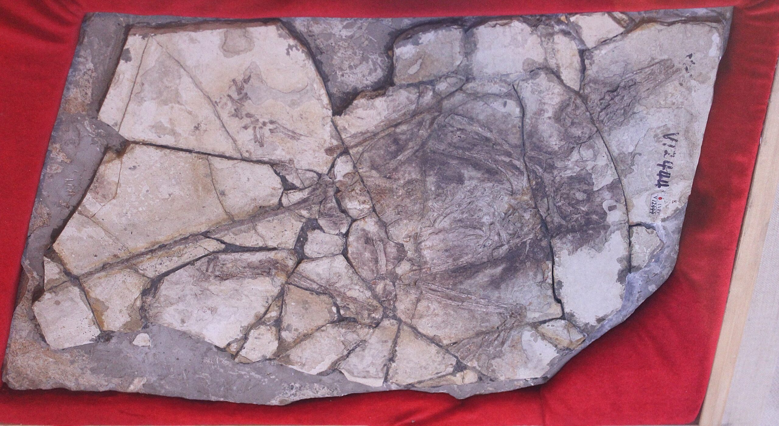 #4 - Archaeoraptor liaoningensis: The "Missing Link" That Was Secretly Glued Together