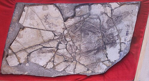 #12 - Archaeoraptor: The "Missing Link" Bird-Dinosaur National Geographic Backed 