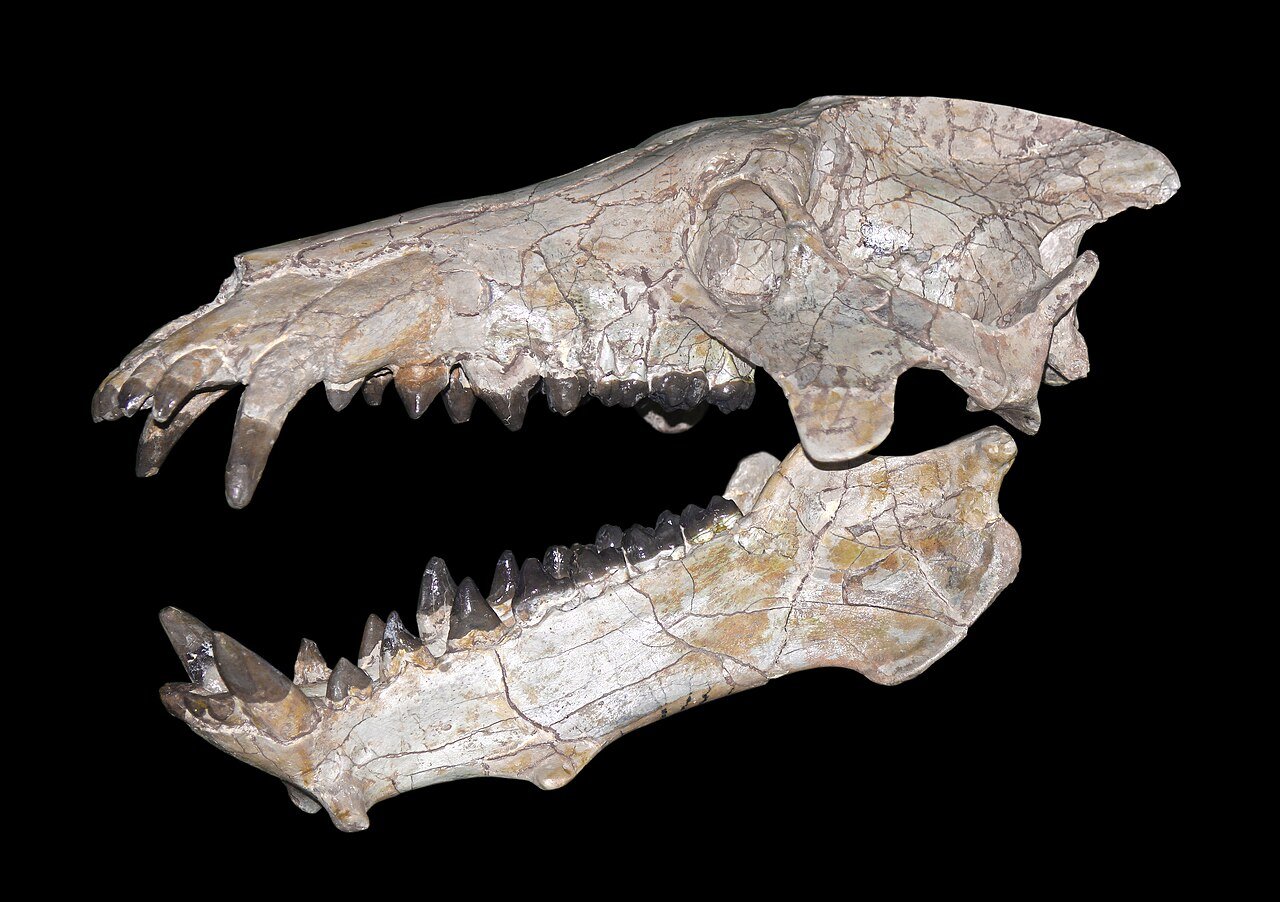 #2 - "Hell Pigs" (Entelodonts): Skulls From a Monster, Bodies From a Mystery