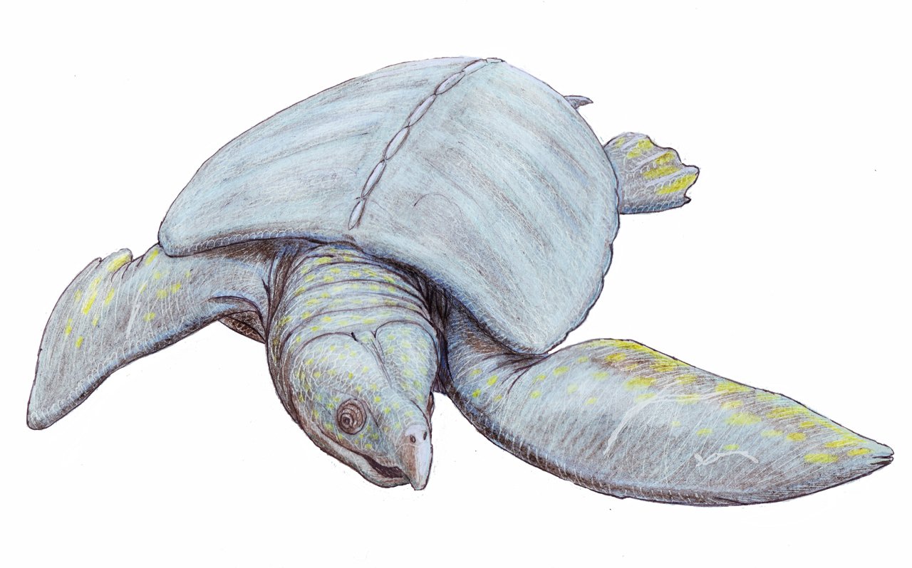Taurus – Archelon, the Ancient Sea Turtle of Endurance