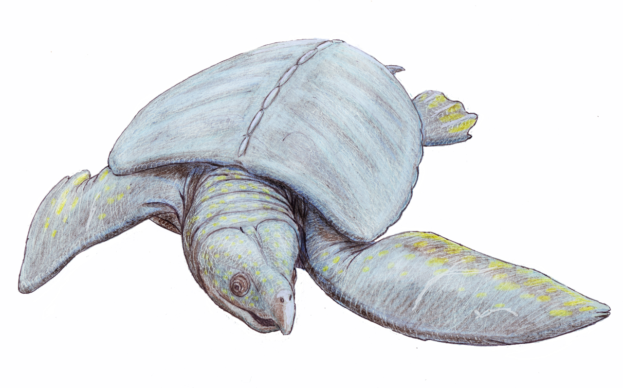 #13 - Archelon, the Turtle That Ate Like a Tank