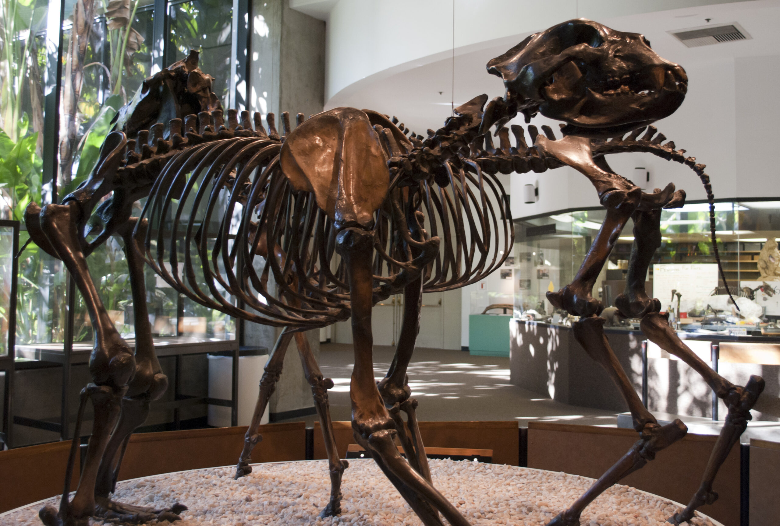 #12 - The Giant Bear Built to Outrun a Horse 