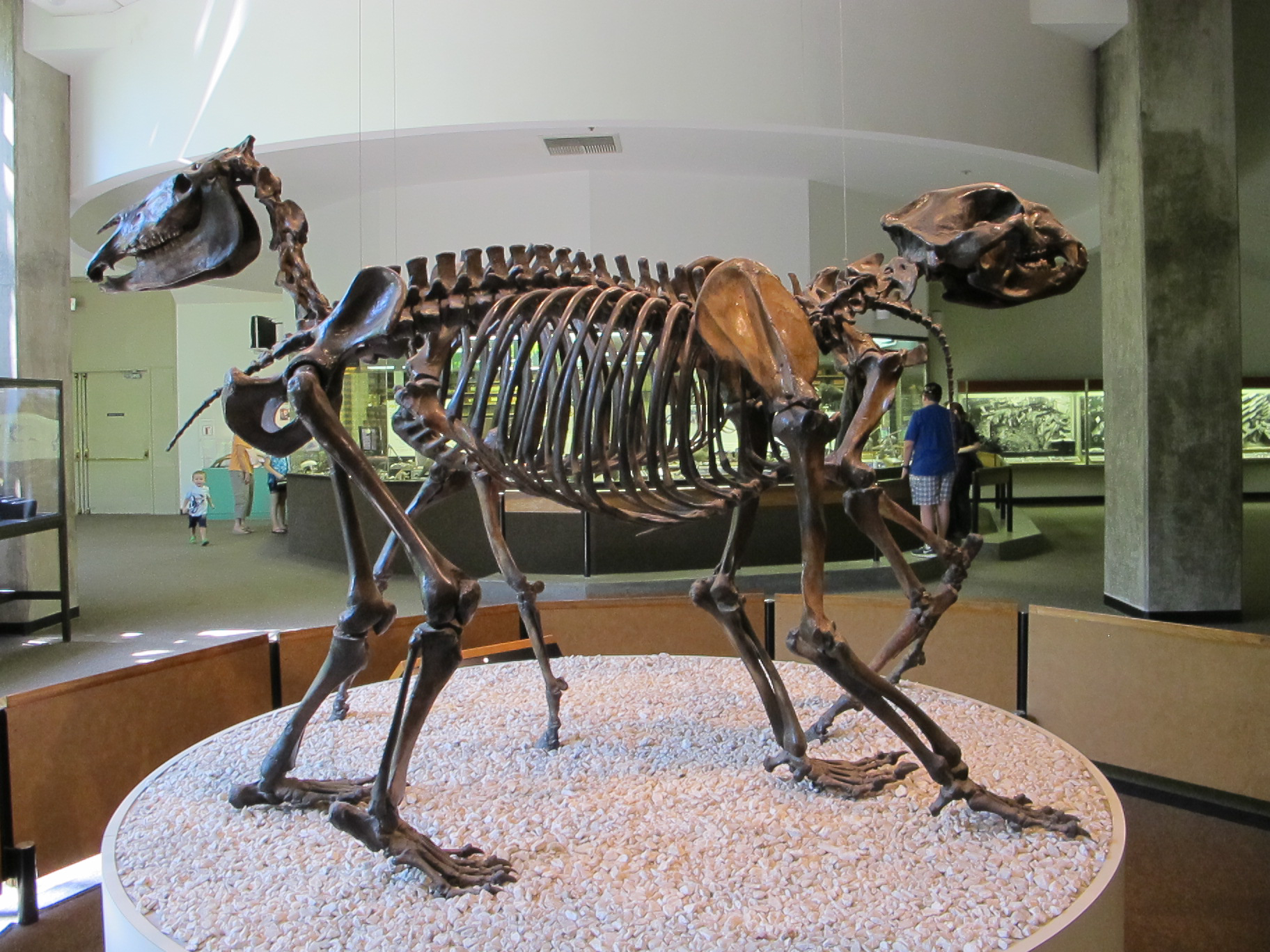 #4 - The Bear That Outmuscled Every Predator in America