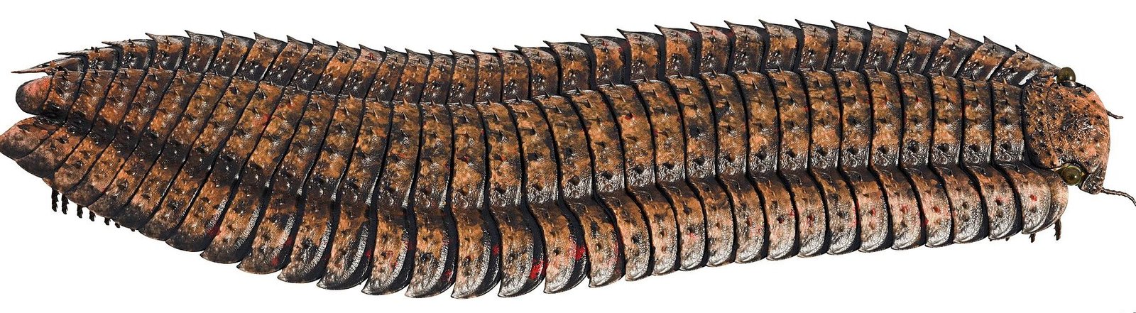 7. Arthropleura: The Millipede That Turned Into A Roadblock