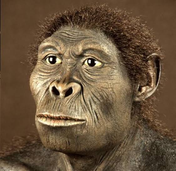 #18 - Australopithecus bahrelghazali Rested on One Jaw Fragment