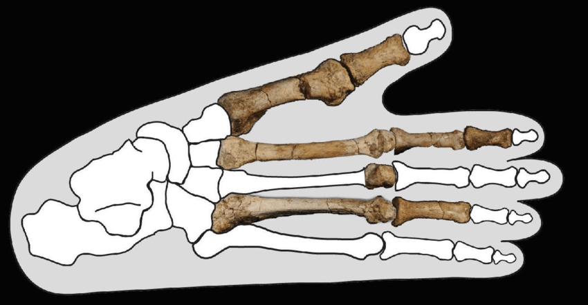 #16 - Australopithecus deyiremeda Just Got Unexpectedly Validated