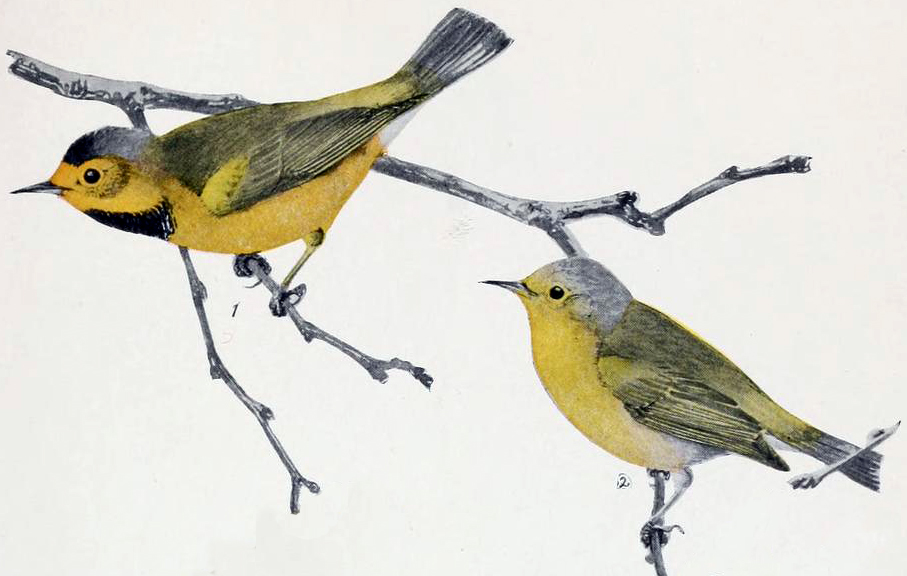 #6 - Bachman's Warbler 