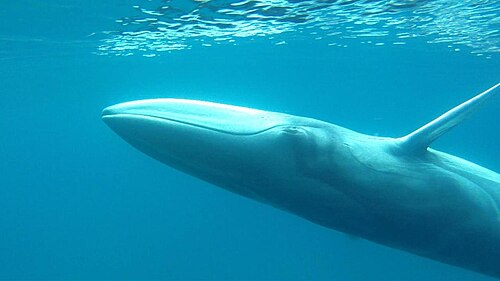 #5 - Omura's Whale: Misidentified, Overlooked, and Hiding in Plain Sight 