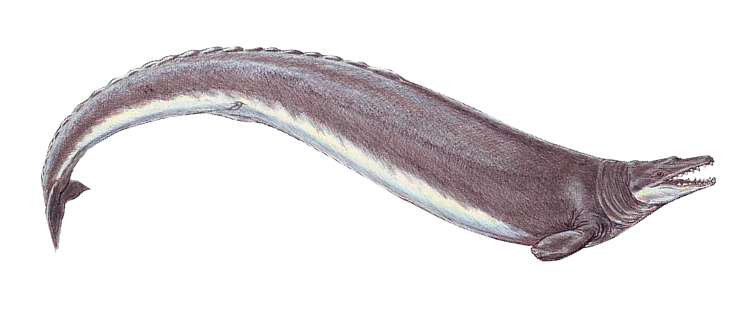 #6 - Basilosaurus, the Whale That Still Had Legs