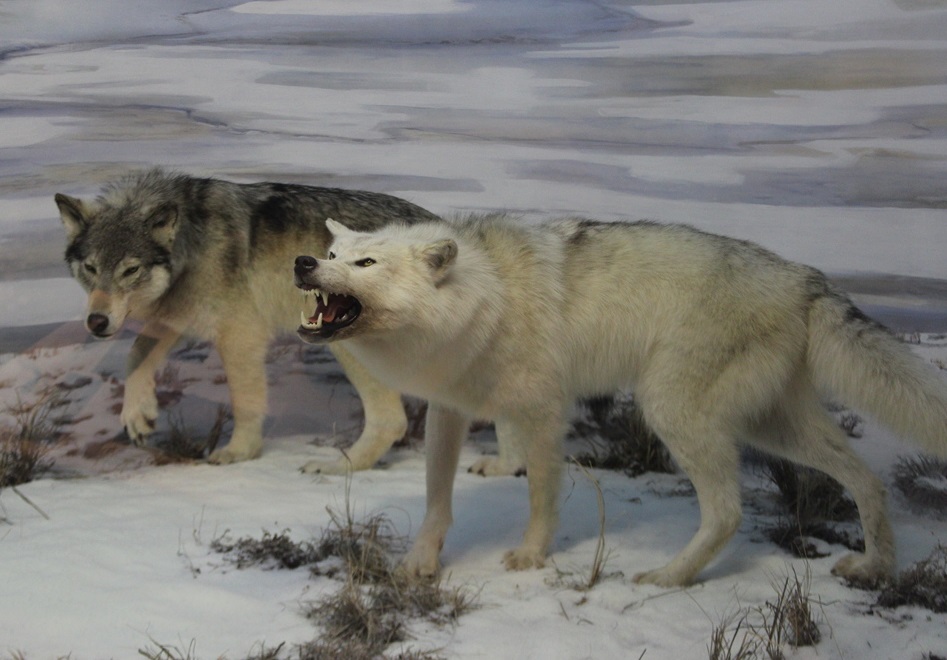 #9 - The Beringian Wolf Nobody Knew Was Different