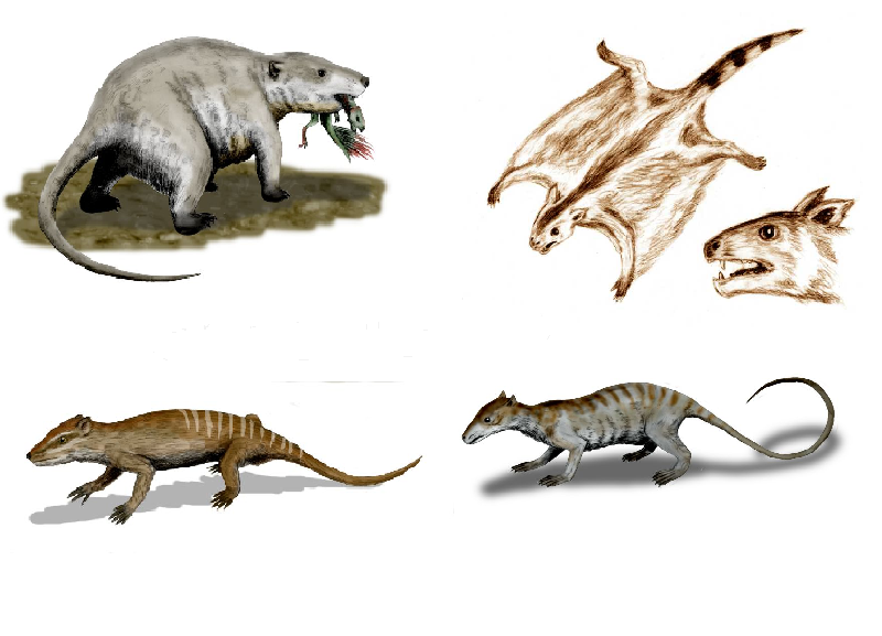 The Hidden Superpowers of Early Mammals: Warm Blood, Fur, and Brains