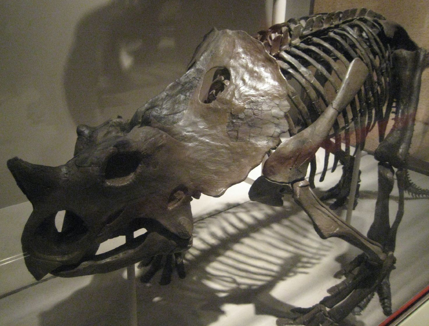 #7 - Brachyceratops montanensis