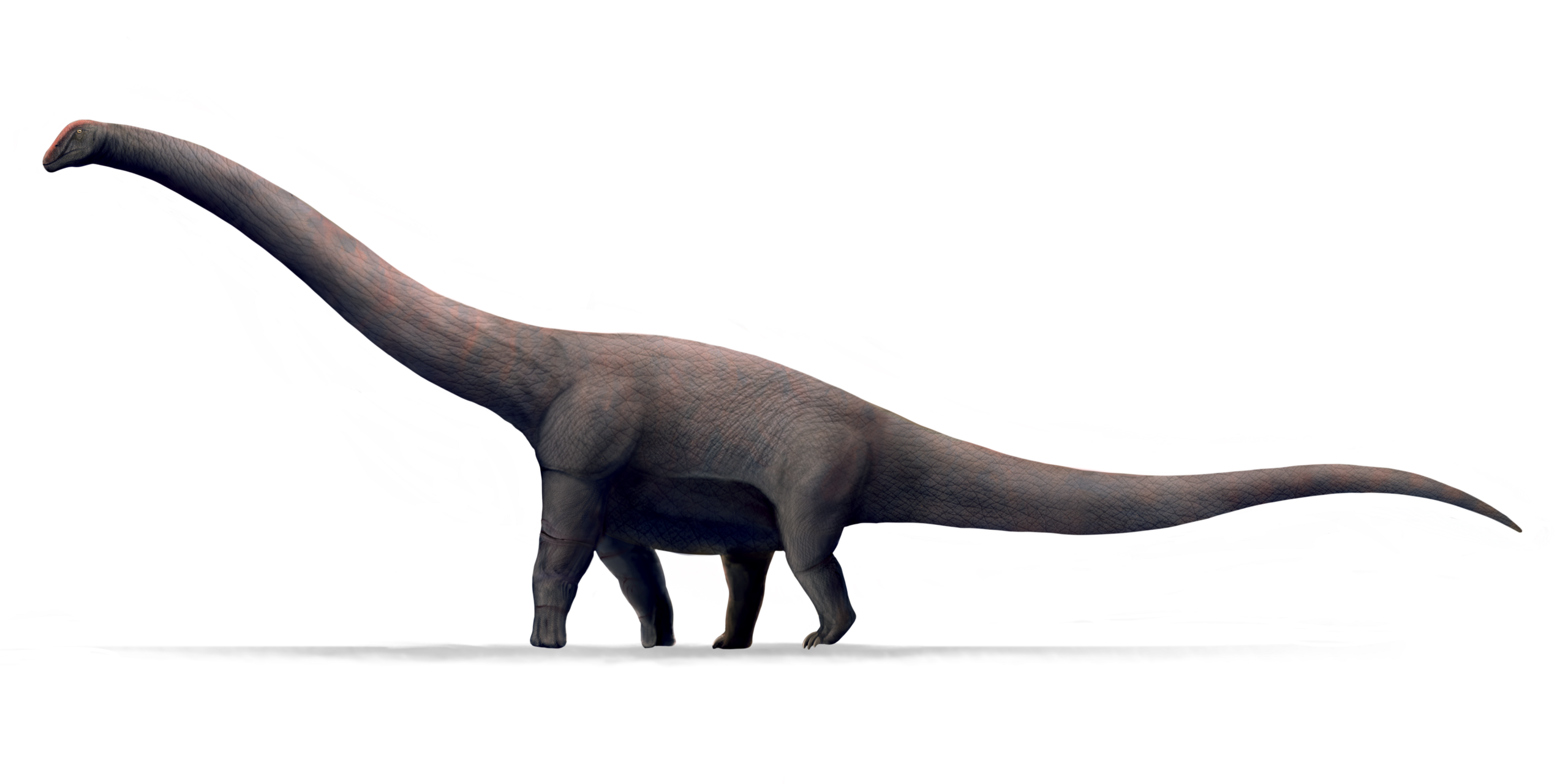 #3 - Bruhathkayosaurus matleyi: Possibly the Biggest Dinosaur Ever, Now Completely Gone