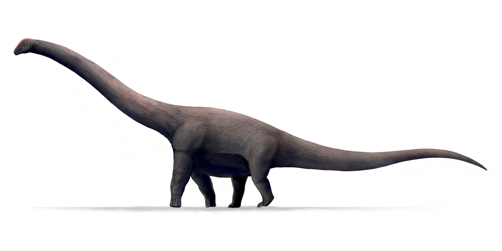 #3 - Bruhathkayosaurus matleyi: Dinosaur or Misidentified Tree?