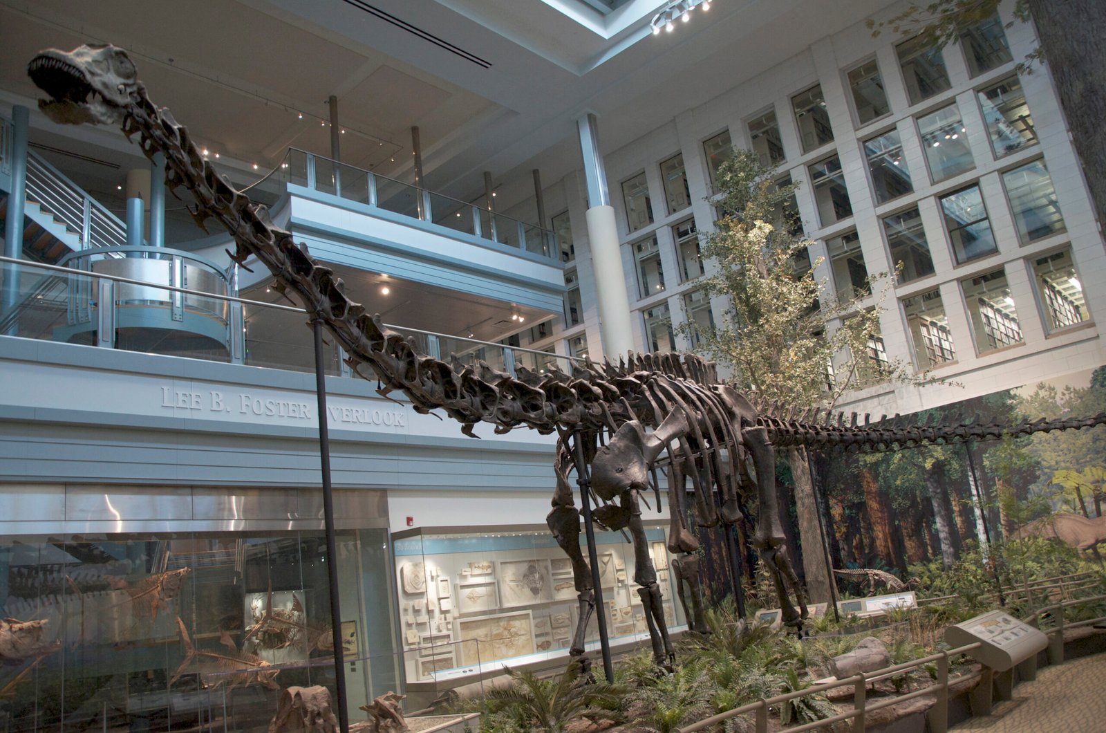 #8 - Diplodocus "Dippy's" Dragging Tail