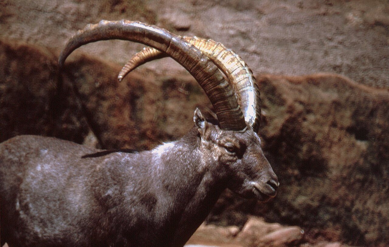 #6 - The Giant Ibex and Wild Goats of the Zagros