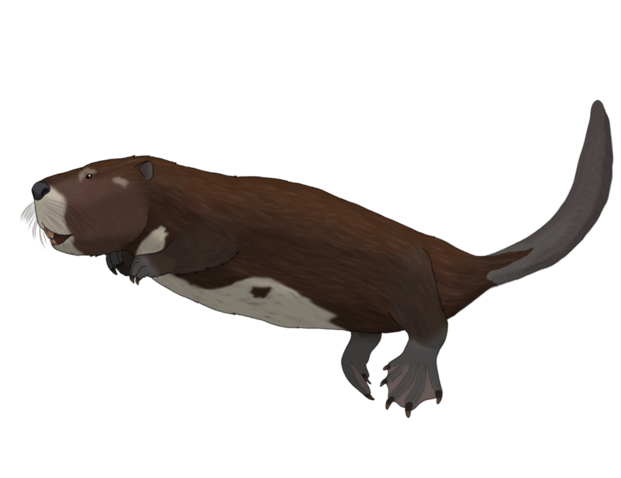 #2 - Giant Beavers Outlived Mammoths but Lost to Their Smaller Cousins