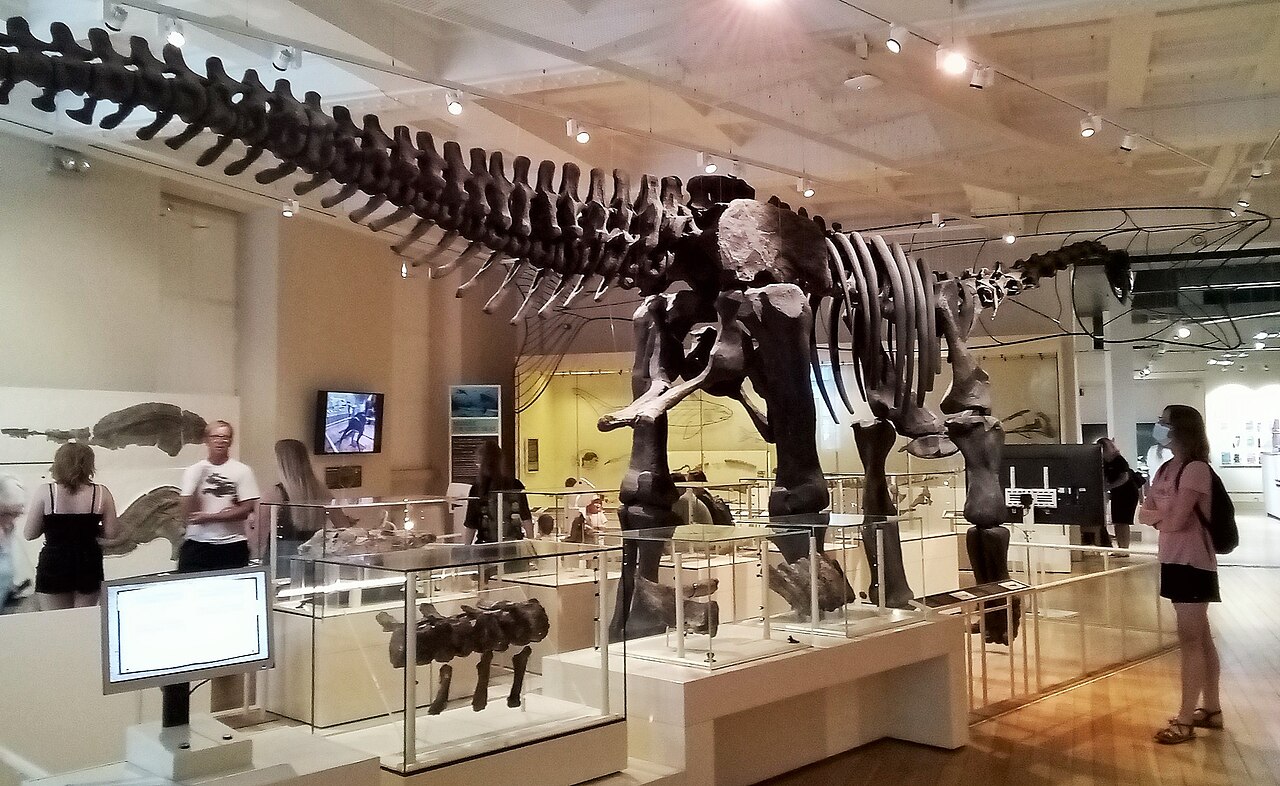 #2 - "Alan": The Sauropod Sitting in a Museum Without an Actual Name