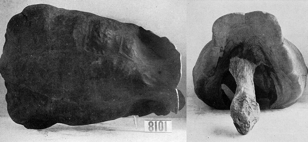 #20 - Fernandina Giant Tortoise: The Galápagos Ghost That Came Back