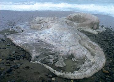 #9 - The Chilean Blob That Echoed a Global Pattern 
